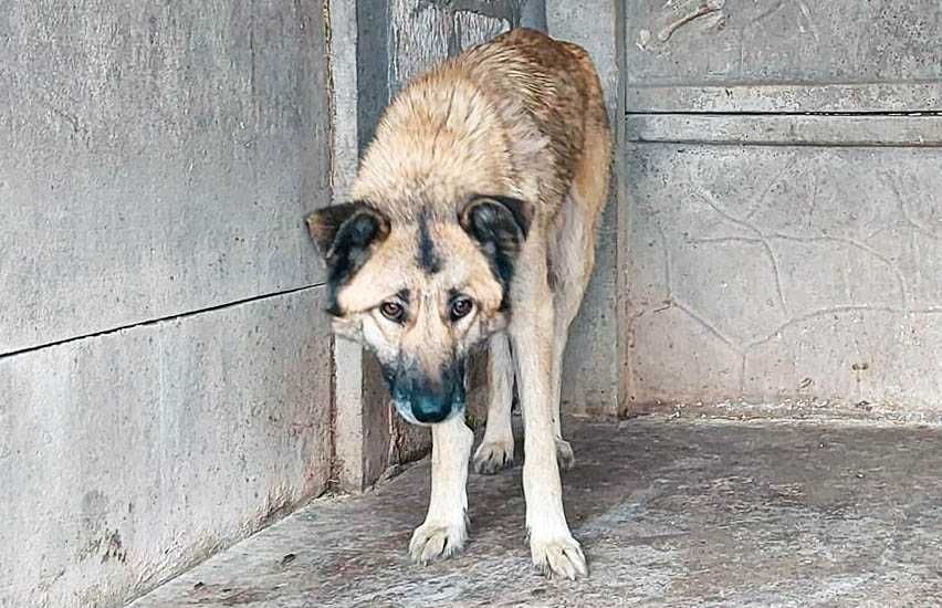 MALEZJA - sunia prosi o dom