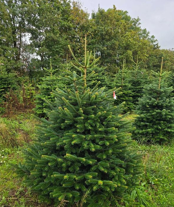 Jodła Kaukaska Dania