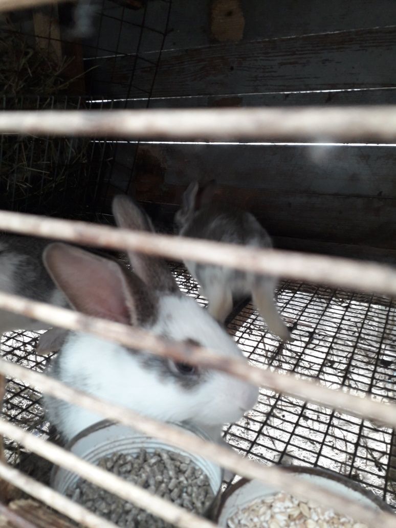 Продам кроликів недорого