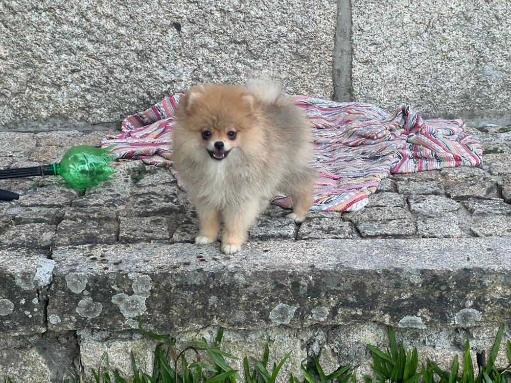 Lulu da pomerânia macho