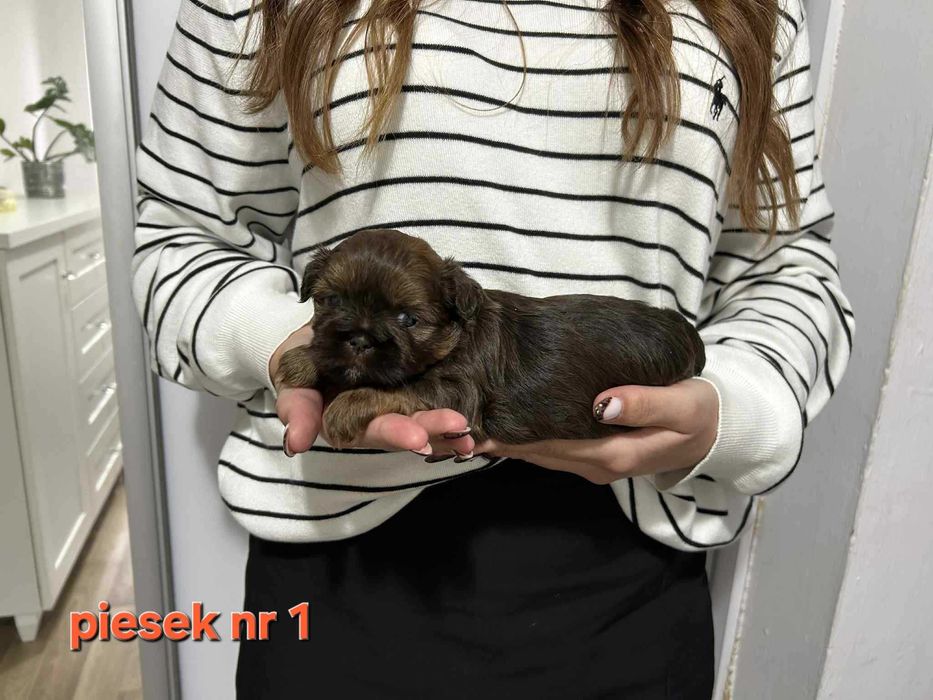 Shih tzu , czekolada , czarny