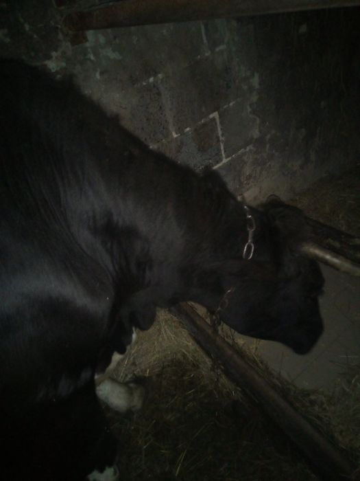 Продам добру корову