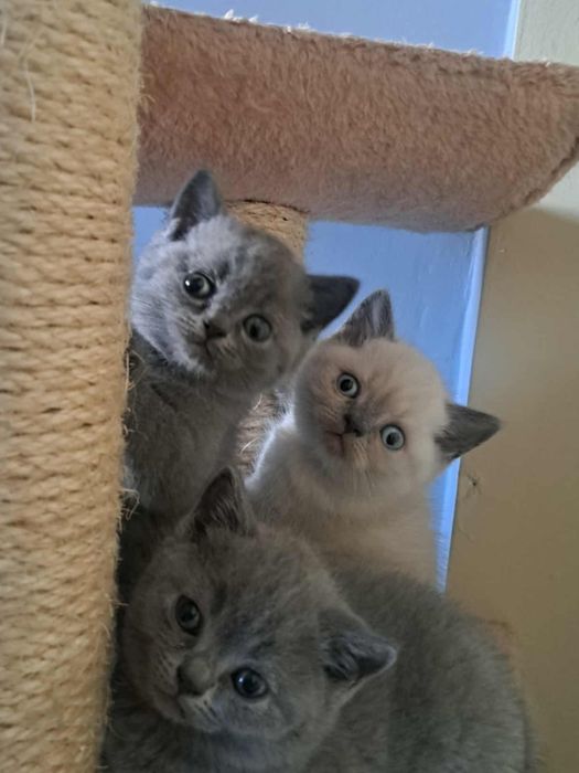 Kotka Brytyjska niebieska, Rodowodów 5 pokoleniowy.