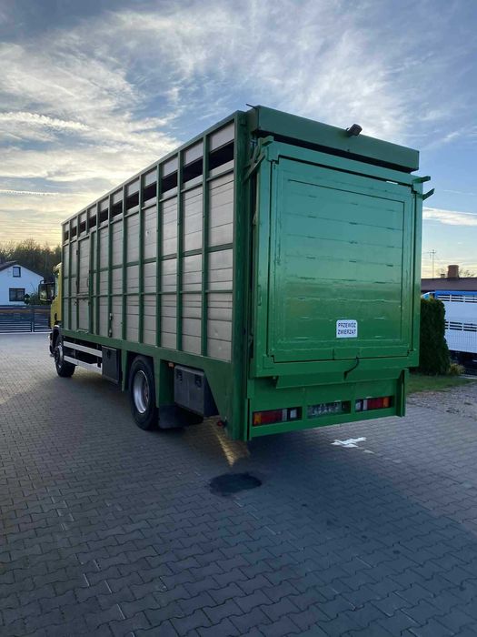 Scania p 260 do przewozu zwierząt bydła żywca waga zabudowa