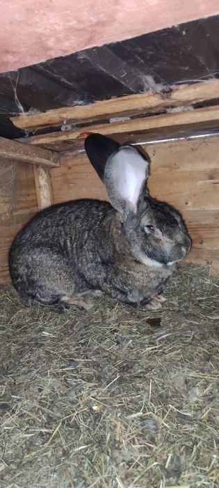 Samce Olbrzym Belgijski