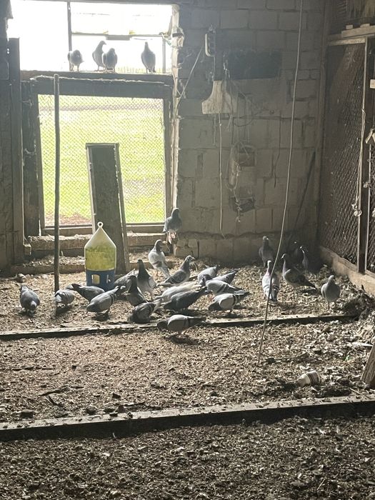 Sprzedam gołebie hodowla gołębi pocztowych na sozeaz