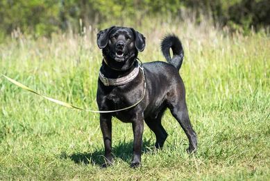 Roki poleca się do adopcji.