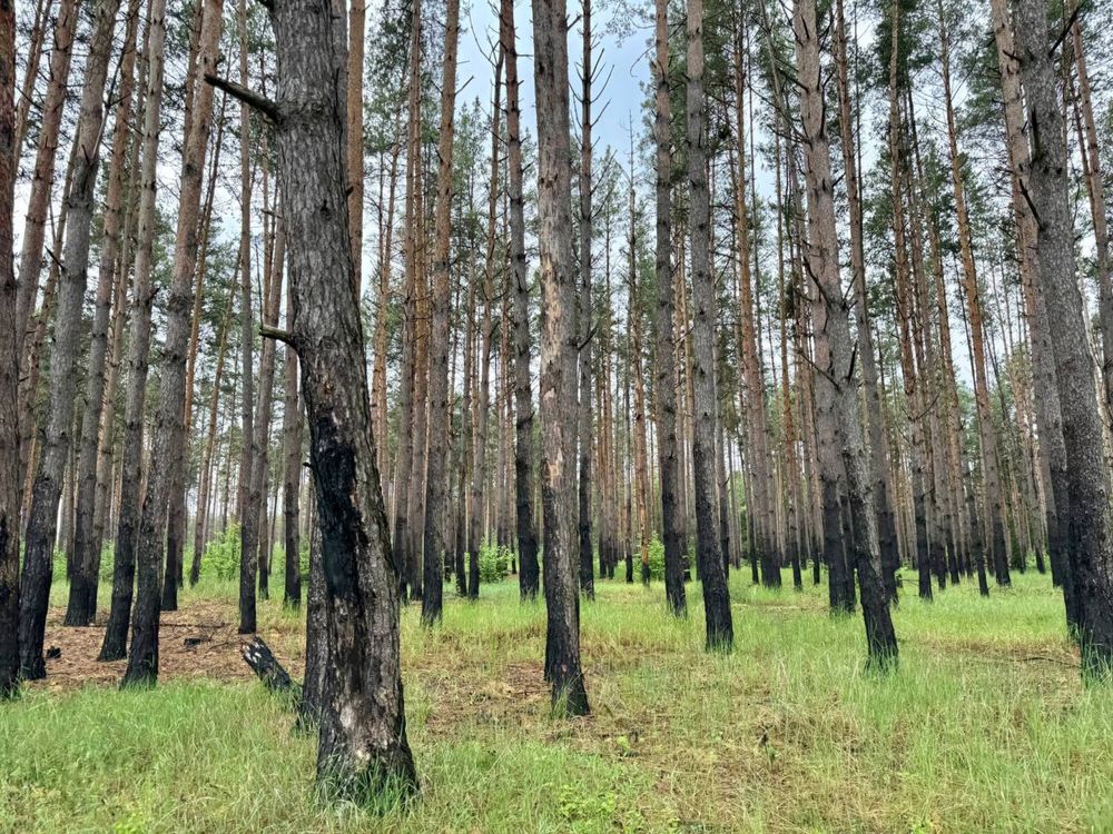 ‼️ Терміново Земельна ділянка 14 га с. Королівка