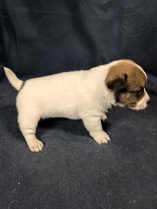 Jack Russell Terrier