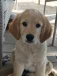 Golden retriever piesek