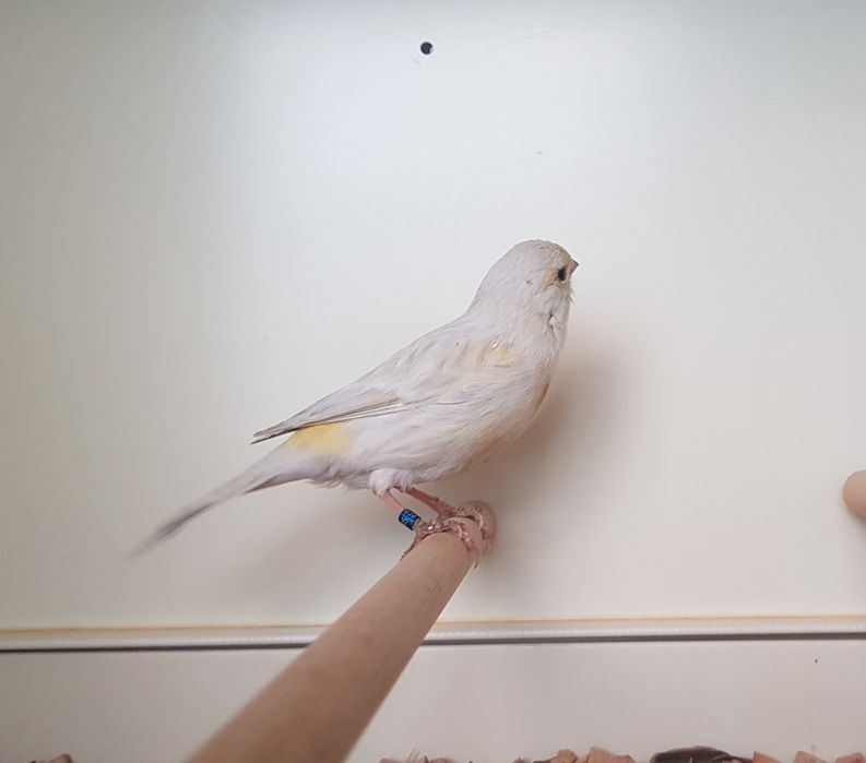 Kanarek mozaika opalowa