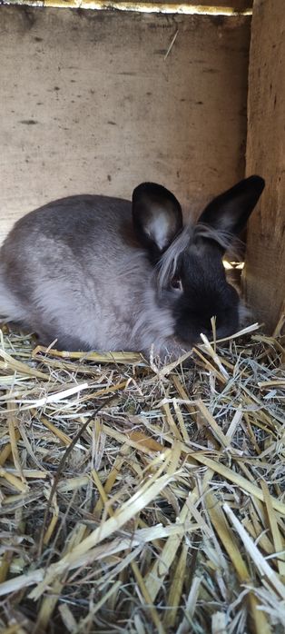 Królik z grzywą, samiec wiek 4 m-ce