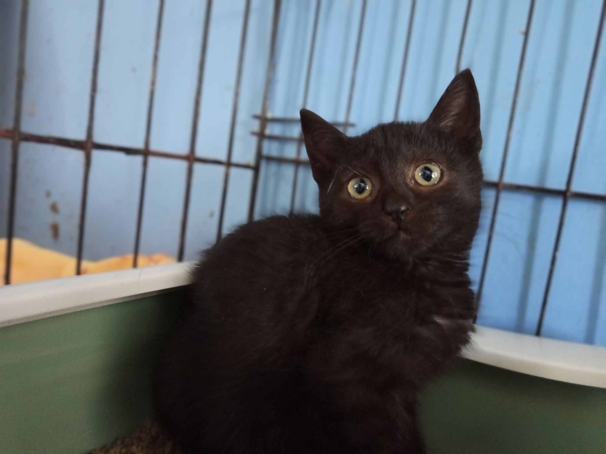 Carbon poleca się do adopcji
