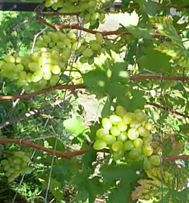 Продам земельну ділянку, дачу, під забудову