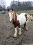 tinker klacz !!!