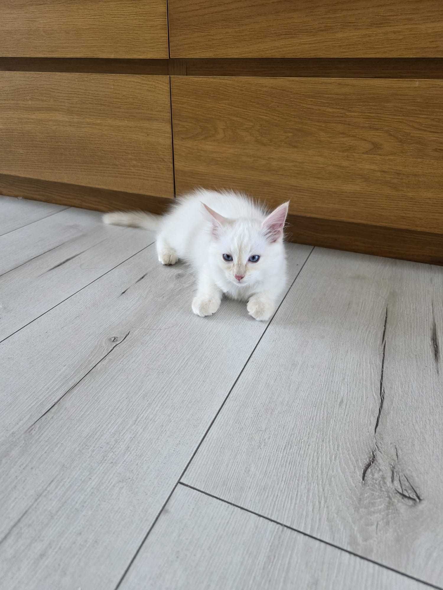 Kot Rasowy Ragdoll gotowy do odbioru    Śląsk/Łaziska Górne