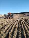 Siew pasowy rzepaku, zbóż, kukurydzy, strip-till uprawa pasowa