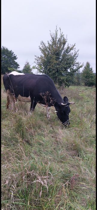 Продам добру молоду молочну корову тільну п'ятим телям.