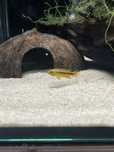 Apistogramma Agassizii Alenquer Blue Red Tail - Femêa
