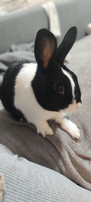 Oddam krolika w dobre ręce