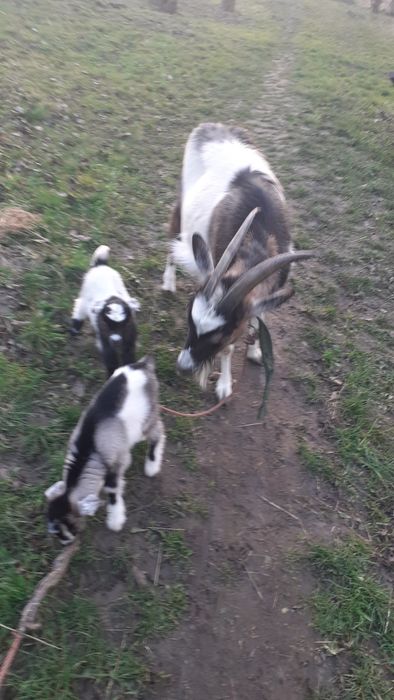 Продам трьох цапків і козичку