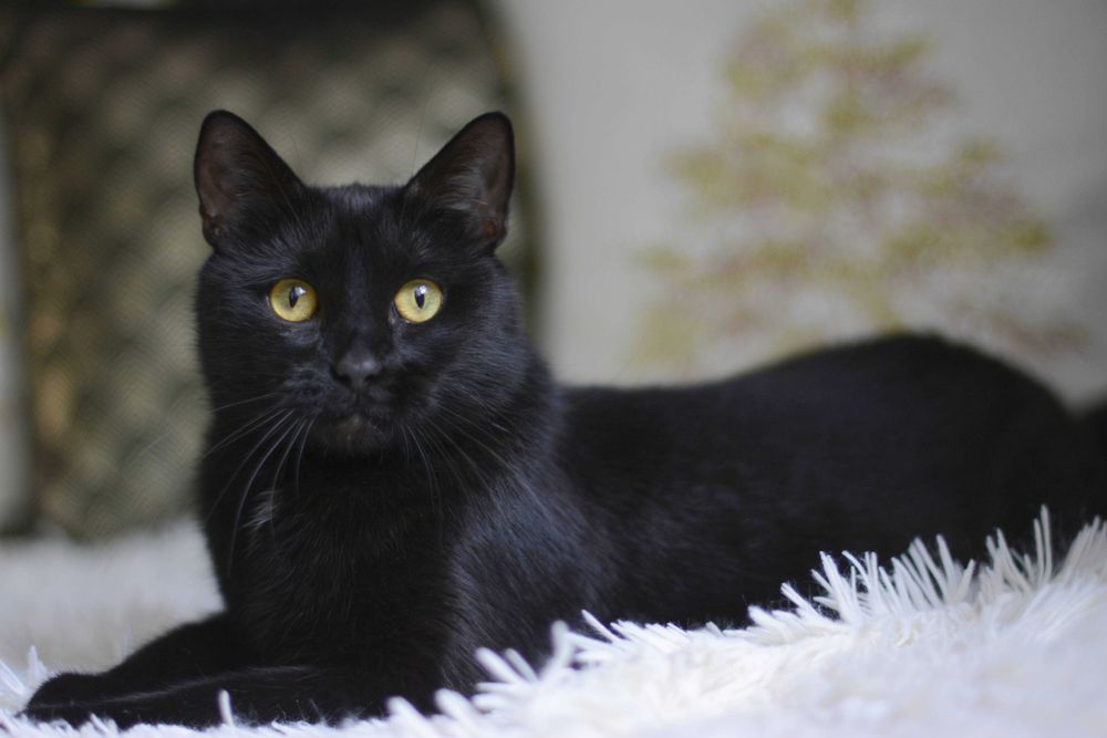 Niezwykła Psotka szuka domu