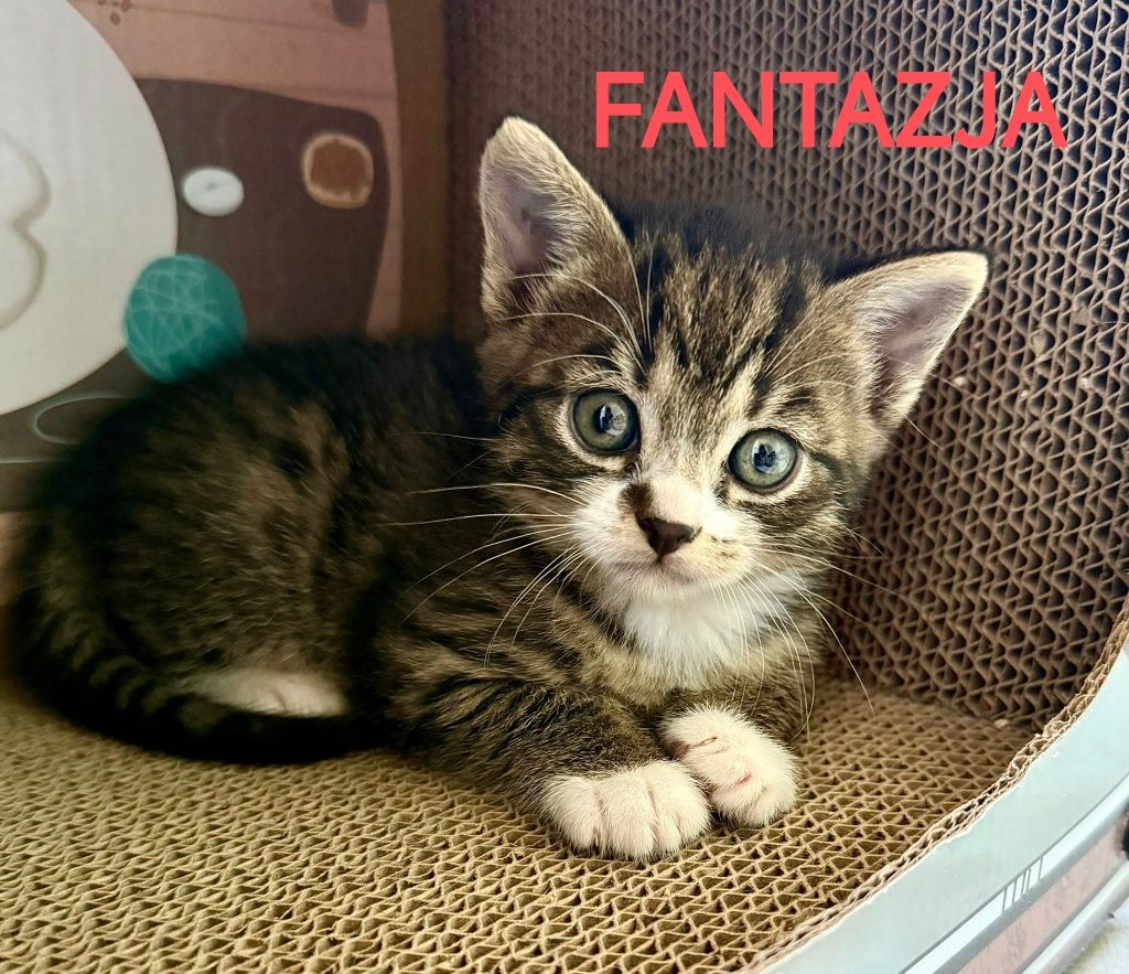 Fantazja, Granita i Kassata kochane kociaki do adopcji