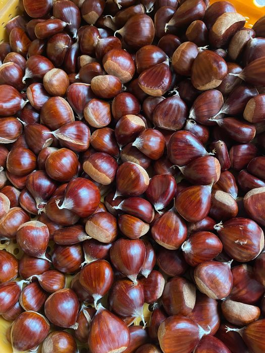 Castanhas variedade Martainha