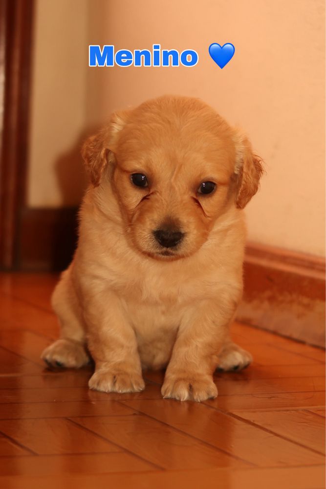 Cachorrinhos para adoção