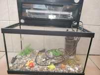 Aquário de peixe