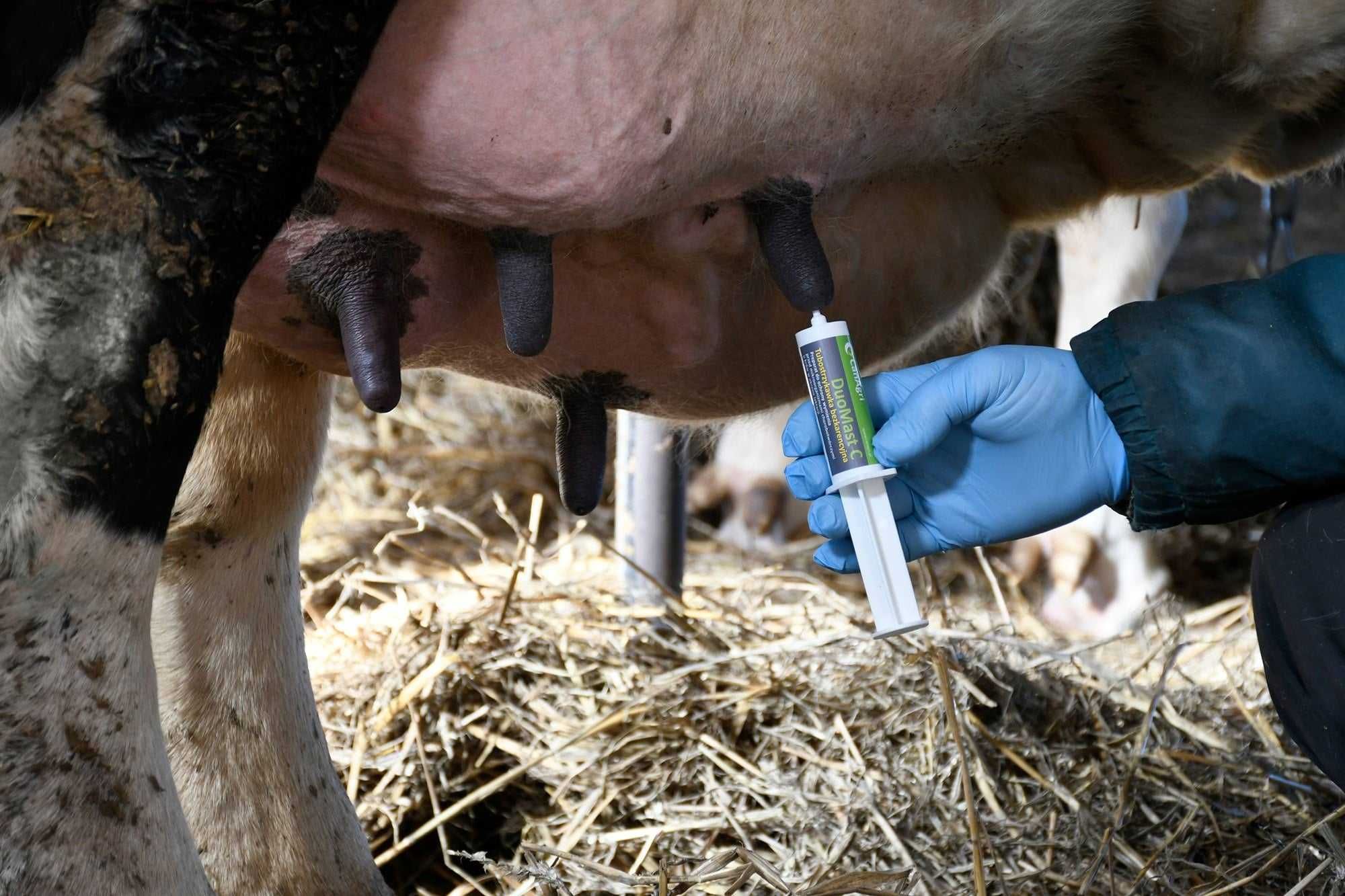 DuoMast C środek prewencyjny na mastitis zapalenie wymion Zestaw 23szt