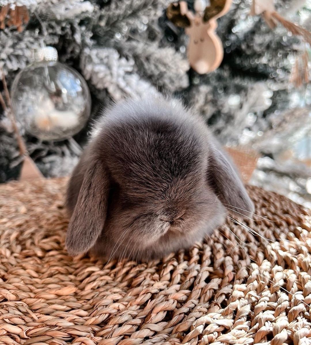 KIT Coelhos anões orelhudos, mini lop desparasitados