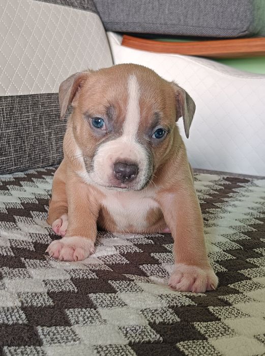 American bully pocket suczka