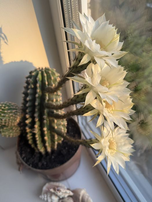 Кактус квітучий кактус цветущий