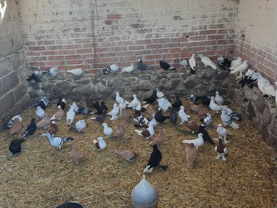 Gołębie ozdobne sprzedam