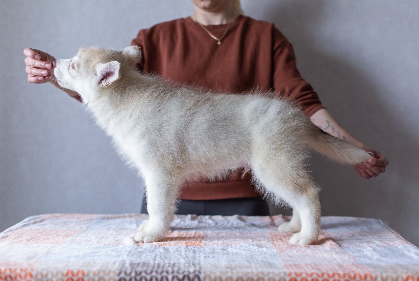 Twój idealny towarzysz z hodowli Siberian Husky.