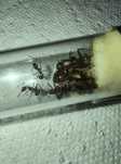 Mrówki camponotus nicobarensis