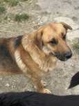 Misiek do adopcji