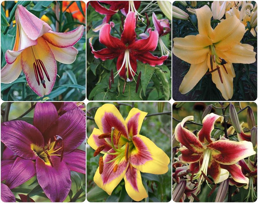 Lilie drzewiaste zestaw 6 różnych odmian 45 zł