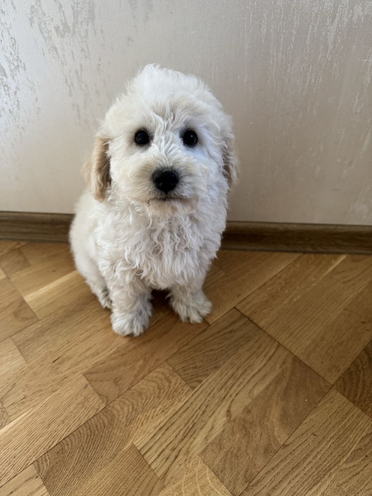 Bichpoo, poochon pies gotowy do odbioru. Pudel red, bichpn frise
