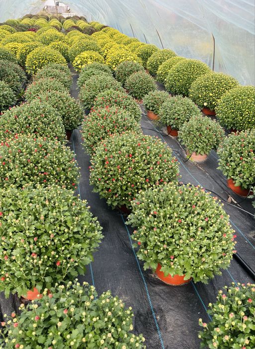 Chryzantemy drobnokwiatowe