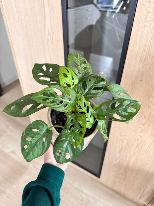 Monstera Adansonii (monkey mask) średnia