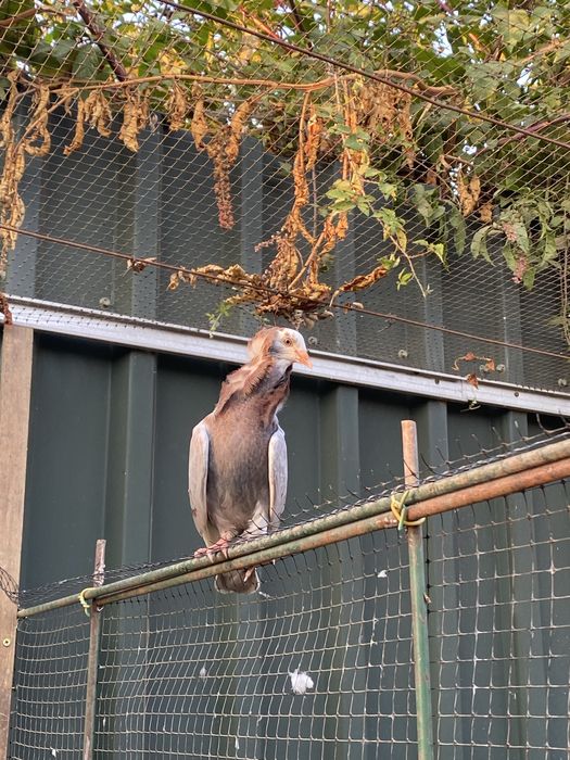 Pombas de leque e capuchino