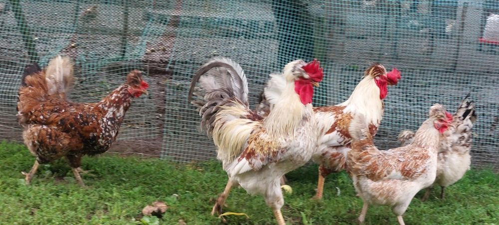 Czubatka  Staropolska   jaja lęgowe