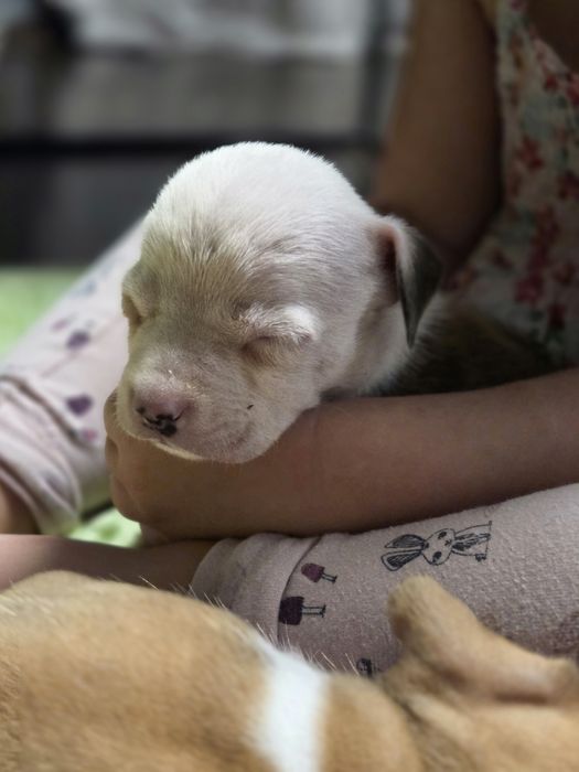 Rudy Samiec American Staffordshire Terrier Amstaff ZKwP FCI