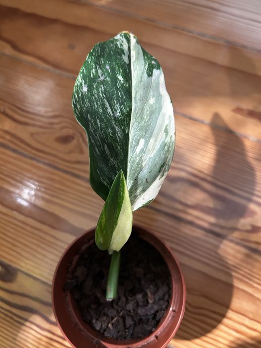 Monstera standleyana Aurea