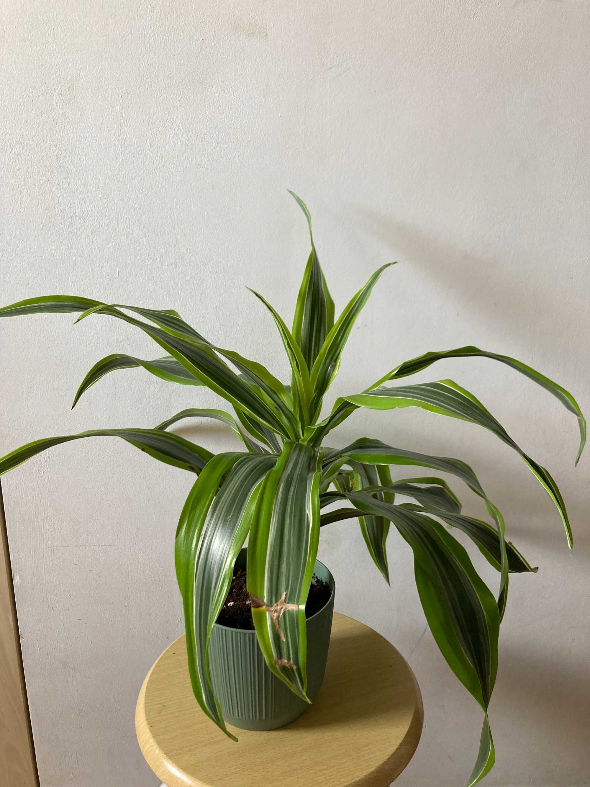 Dracena deremeńska (smocze drzewo)