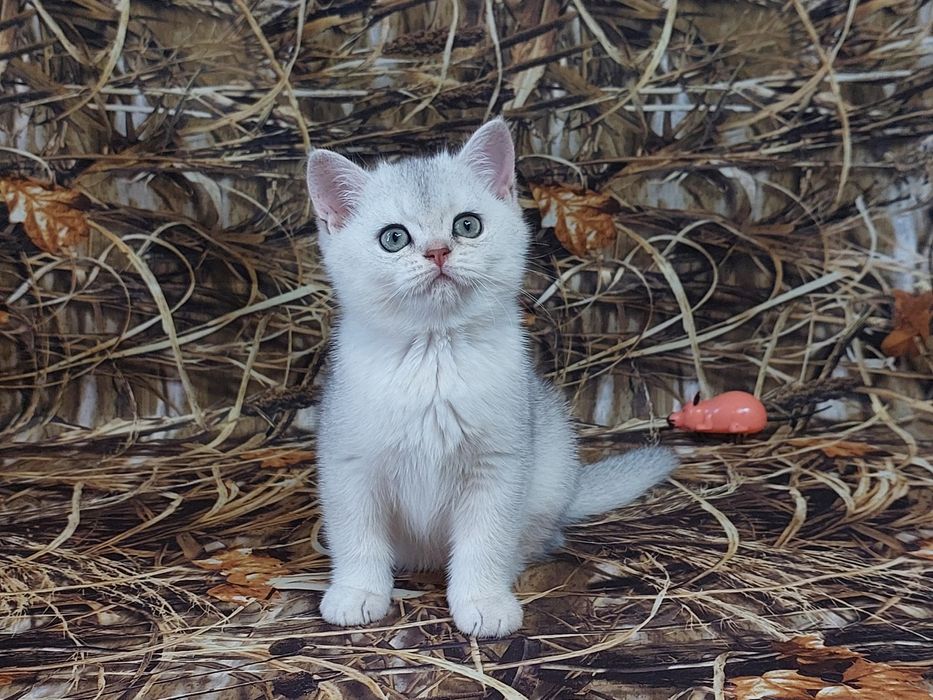 Дівчинка і хлопчик в срібному забарвленні