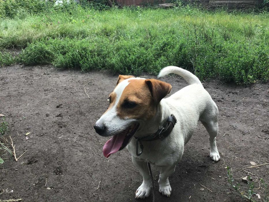 Джек-рассел-тер'єр