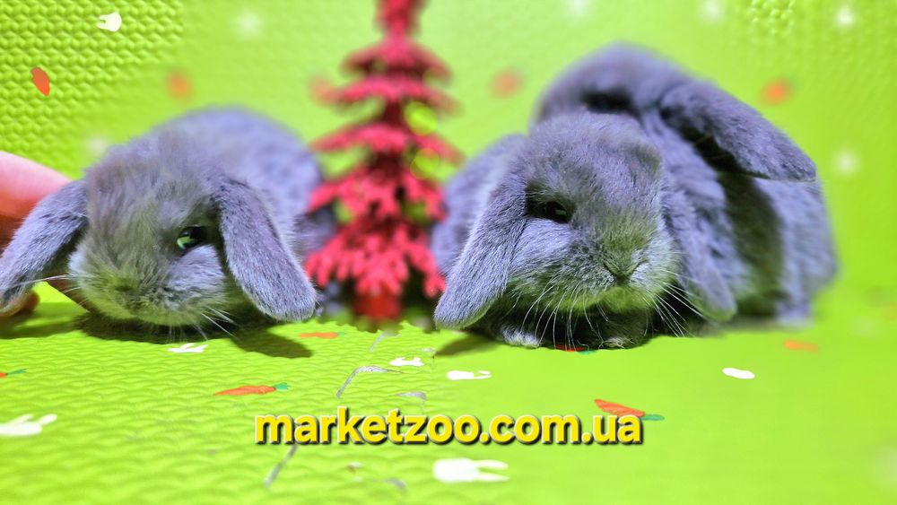 Ексклюзивна пропозиція для справжніх цінителів краси та ніжності!